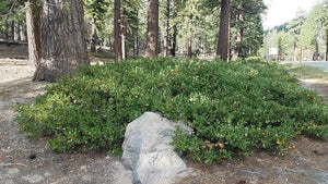 Wild population of snowbrush, mountain balm, tobacco plant (Ceonothus velutinus). One of approximately 200 species of Pacific Northwest native wildflowers, shrubs, and trees available at Sparrowhawk Native Plants, Native Plants, native plant nursery in Portland, Oregon.