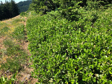 Load image into Gallery viewer, Wild population of snowbrush, mountain balm, tobacco plant (Ceonothus velutinus). One of approximately 200 species of Pacific Northwest native wildflowers, shrubs, and trees available at Sparrowhawk Native Plants, Native Plants, native plant nursery in Portland, Oregon.