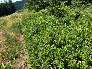 Wild population of snowbrush, mountain balm, tobacco plant (Ceonothus velutinus). One of approximately 200 species of Pacific Northwest native wildflowers, shrubs, and trees available at Sparrowhawk Native Plants, Native Plants, native plant nursery in Portland, Oregon.