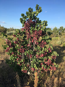 A young western redbud (Cercis occidentalis) tree in fall. One of 100+ species of Pacific Northwest native plants available at Sparrowhawk Native Plants, Native Plant Nursery in Portland, Oregon.