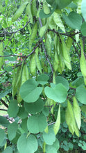 Load image into Gallery viewer, Green leaves and early green seed pods of western redbud (Cercis occidentalis).  One of 100+ species of Pacific Northwest native plants available at Sparrowhawk Native Plants, Native Plant Nursery in Portland, Oregon.