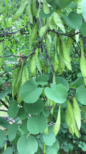 Green leaves and early green seed pods of western redbud (Cercis occidentalis).  One of 100+ species of Pacific Northwest native plants available at Sparrowhawk Native Plants, Native Plant Nursery in Portland, Oregon.