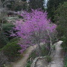 Load image into Gallery viewer, A stunning specimen of western redbud (Cercis occidentalis) in full bloom alongside a footpath.  One of 100+ species of Pacific Northwest native plants available at Sparrowhawk Native Plants, Native Plant Nursery in Portland, Oregon.