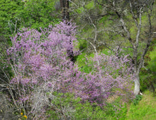Load image into Gallery viewer, A flowering western redbud (Cercis occidentalis) in its natural habitat. One of 100+ species of Pacific Northwest native plants available at Sparrowhawk Native Plants, Native Plant Nursery in Portland, Oregon.