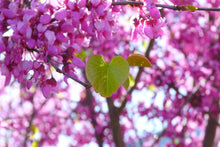 Load image into Gallery viewer, One green leaf of western redbud (Cercis occidentalis) surrounded by a sea of pink blooms.  One of 100+ species of Pacific Northwest native plants available at Sparrowhawk Native Plants, Native Plant Nursery in Portland, Oregon.