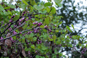Green leaves and pink blooms of western redbud (Cercis occidentalis).  One of 100+ species of Pacific Northwest native plants available at Sparrowhawk Native Plants, Native Plant Nursery in Portland, Oregon.