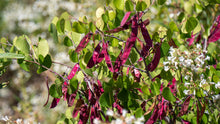 Load image into Gallery viewer, Green leaves and late season red seed pods of western redbud (Cercis occidentalis). One of 100+ species of Pacific Northwest native plants available at Sparrowhawk Native Plants, Native Plant Nursery in Portland, Oregon.
