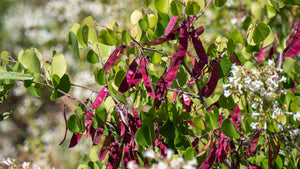 Green leaves and late season red seed pods of western redbud (Cercis occidentalis). One of 100+ species of Pacific Northwest native plants available at Sparrowhawk Native Plants, Native Plant Nursery in Portland, Oregon.