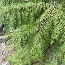 Load image into Gallery viewer, Drooping, bright green branches of Port Orford cedar (Chamaecyparis lawsoniana). One of 150+ species of Pacific Northwest native plants available at Sparrowhawk Native Plants, Native Plant Nursery in Portland, Oregon.