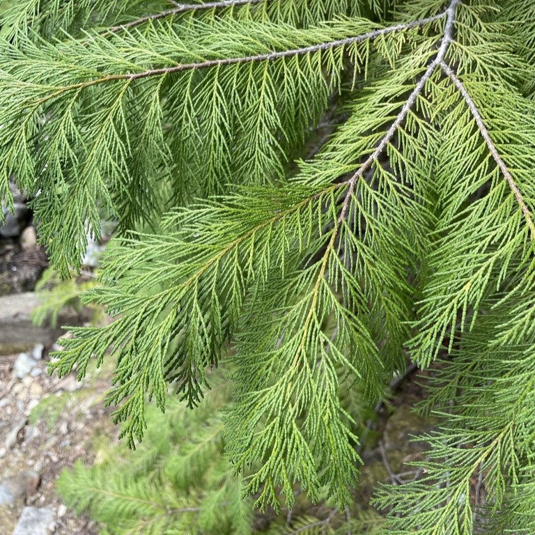 Drooping, bright green branches of Port Orford cedar (Chamaecyparis lawsoniana). One of 150+ species of Pacific Northwest native plants available at Sparrowhawk Native Plants, Native Plant Nursery in Portland, Oregon.