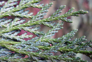 Close-up of the foliage of Port Orford cedar (Chamaecyparis lawsoniana). One of 150+ species of Pacific Northwest native plants available at Sparrowhawk Native Plants, Native Plant Nursery in Portland, Oregon.