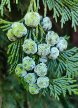 Load image into Gallery viewer, Close-up of the early green cones of Port Orford cedar (Chamaecyparis lawsoniana). One of 150+ species of Pacific Northwest native plants available at Sparrowhawk Native Plants, Native Plant Nursery in Portland, Oregon.