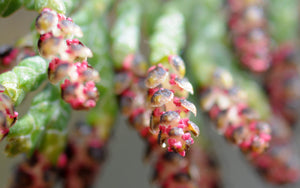 Super close-up of Port Orford cedar (Chamaecyparis lawsoniana) spring cones with pink pollen tips. One of 150+ species of Pacific Northwest native plants available at Sparrowhawk Native Plants, Native Plant Nursery in Portland, Oregon.