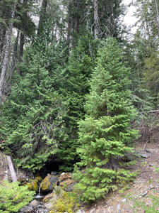 Full growth habit of Port Orford cedar (Chamaecyparis lawsoniana) growing on a rocky forest edge. One of 150+ species of Pacific Northwest native plants available at Sparrowhawk Native Plants, Native Plant Nursery in Portland, Oregon.