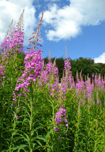 Load image into Gallery viewer, A flowering stand of fireweed (Chamerion angustifolium) stretches toward the sky. One of the 150+ species of Pacific Northwest Native Plants available at Sparrowhawk Native Plants in Portland, Oregon