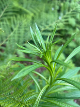 Load image into Gallery viewer, Bright green young foliage of fireweed (Chamerion angustifolium). One of the 150+ species of Pacific Northwest Native Plants available at Sparrowhawk Native Plants in Portland, Oregon