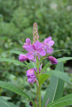 Load image into Gallery viewer, Pink flower spire of fireweed (Chamerion angustifolium). One of the 150+ species of Pacific Northwest Native Plants available at Sparrowhawk Native Plants in Portland, Oregon