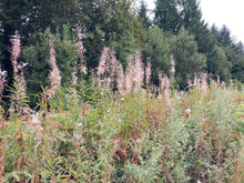 Load image into Gallery viewer, A stand of fireweed (Chamerion angustifolium) gone to seed. One of the 150+ species of Pacific Northwest Native Plants available at Sparrowhawk Native Plants in Portland, Oregon