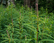 Load image into Gallery viewer, A stand of fireweed (Chamerion angustifolium) covered in buds about to burst. One of the 150+ species of Pacific Northwest Native Plants available at Sparrowhawk Native Plants in Portland, Oregon