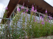 Load image into Gallery viewer, Flowering fireweed (Chamerion angustifolium) in a planter box around a home. One of the 150+ species of Pacific Northwest Native Plants available at Sparrowhawk Native Plants in Portland, Oregon