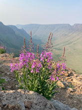 Load image into Gallery viewer, Fireweed in full bloom (Chamerion angustifolium) with an exquisite view. One of the 150+ species of Pacific Northwest Native Plants available at Sparrowhawk Native Plants in Portland, Oregon