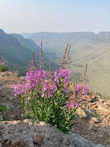 Fireweed in full bloom (Chamerion angustifolium) with an exquisite view. One of the 150+ species of Pacific Northwest Native Plants available at Sparrowhawk Native Plants in Portland, Oregon