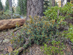 A mature bush chinquapin (Chrysolepis sempervirens) in its native habitat, growing at the base of a conifer. One of approximately 200 species of Pacific Northwest native plants available at Sparrowhawk Native Plants, native plant nursery in Portland, Oregon.
