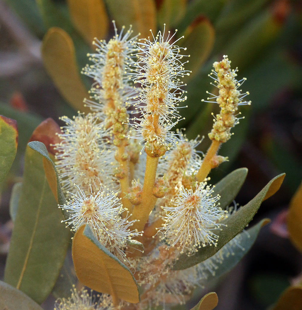 Close-up of the yellowing-green flowers of bush chinquapin (Chrysolepis sempervirens). One of approximately 200 species of Pacific Northwest native plants available at Sparrowhawk Native Plants, native plant nursery in Portland, Oregon.