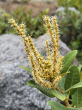 Load image into Gallery viewer, Close-up of the yellowing-green flowers of bush chinquapin (Chrysolepis sempervirens). One of approximately 200 species of Pacific Northwest native plants available at Sparrowhawk Native Plants, native plant nursery in Portland, Oregon.