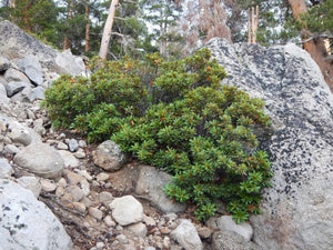 A mature bush chinquapin (Chrysolepis sempervirens) in its native habitat, growing on a steep rocky slope. One of approximately 200 species of Pacific Northwest native plants available at Sparrowhawk Native Plants, native plant nursery in Portland, Oregon.