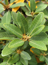 Load image into Gallery viewer, Close-up of the leathery evergreen leaves of bush chinquapin (Chrysolepis sempervirens). One of approximately 200 species of Pacific Northwest native plants available at Sparrowhawk Native Plants, native plant nursery in Portland, Oregon.