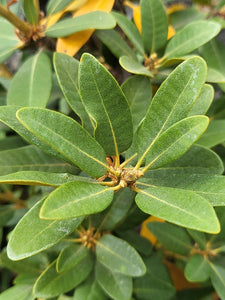 Close-up of the leathery evergreen leaves of bush chinquapin (Chrysolepis sempervirens). One of approximately 200 species of Pacific Northwest native plants available at Sparrowhawk Native Plants, native plant nursery in Portland, Oregon.