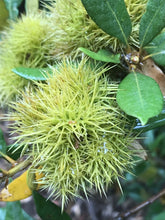 Load image into Gallery viewer, Close-up of the spiny nut pods of bush chinquapin (Chrysolepis sempervirens). One of approximately 200 species of Pacific Northwest native plants available at Sparrowhawk Native Plants, native plant nursery in Portland, Oregon.