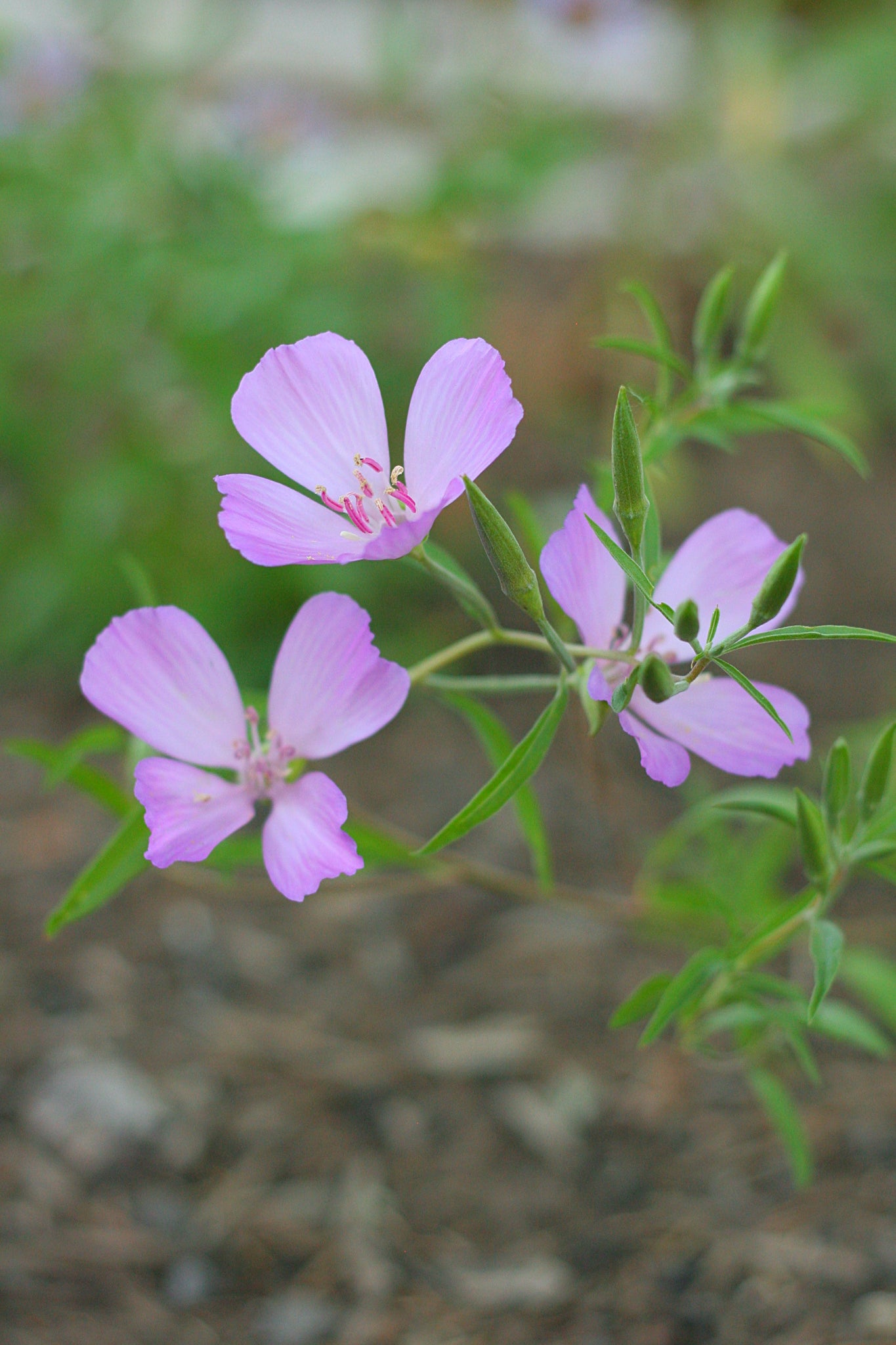oregon native flower seeds Farewell-to-Spring (Seeds) – Sparrowhawk Native Plants