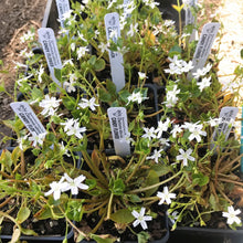 Load image into Gallery viewer, A flat of 4&quot; pots of candyflower or miner&#39;s lettuce (Claytonia sibirica) in full floral display. One of 100+ species of Pacific Northwest native plants available at Sparrowhawk Native Plants, Native Plant Nursery in Portland, Oregon.