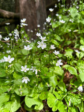 Load image into Gallery viewer, A blooming population of candyflower or miner&#39;s lettuce (Claytonia sibirica) in the wild. One of approximately 200 species of Pacific Northwest native wildflowers, shrubs and trees available at Sparrowhawk Native Plants, native plant nursery in Portland, Oregon.