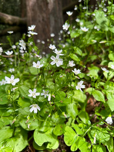 A blooming population of candyflower or miner's lettuce (Claytonia sibirica) in the wild. One of approximately 200 species of Pacific Northwest native wildflowers, shrubs and trees available at Sparrowhawk Native Plants, native plant nursery in Portland, Oregon.