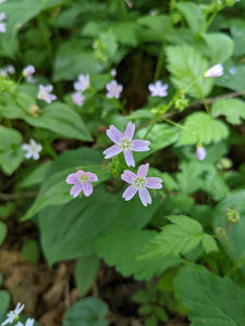 Close-up of candyflower or miner's lettuce plant in flower (Claytonia sibirica). One of approximately 200 species of Pacific Northwest native wildflowers, shrubs and trees available at Sparrowhawk Native Plants, native plant nursery, in Portland, Oregon.