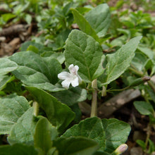 Load image into Gallery viewer, Close up of the dainty white flower, against a background of evergreen leaves, of yerba buena or Oregon tea (Clinopodium douglasii (formerly/aka Satureja douglasii). One of 100+ species of Pacific Northwest native plants available at Sparrowhawk Native Plants, Native Plant Nursery in Portland, Oregon. 