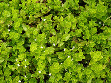Load image into Gallery viewer, An aerial view of evergreen yerba buena or Oregon tea (Clinopodium douglasii (formerly/aka Satureja douglasii) growing as a ground cover. One of 100+ species of Pacific Northwest native plants available at Sparrowhawk Native Plants, Native Plant Nursery in Portland, Oregon.