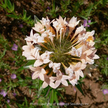 Load image into Gallery viewer, Close-up of Oregon native wildflower Collomia grandiflora (Grand collomia). Available at Sparrowhawk Native Plants Nursery in Portland, Oregon.