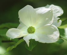 Load image into Gallery viewer, Close up of the stunning white flowers of western flowering dogwood, also known as pacific dogwood (Cornus nuttallii). One of 150+ species of Pacific Northwest native plants available at Sparrowhawk Native Plants in Portland, Oregon.