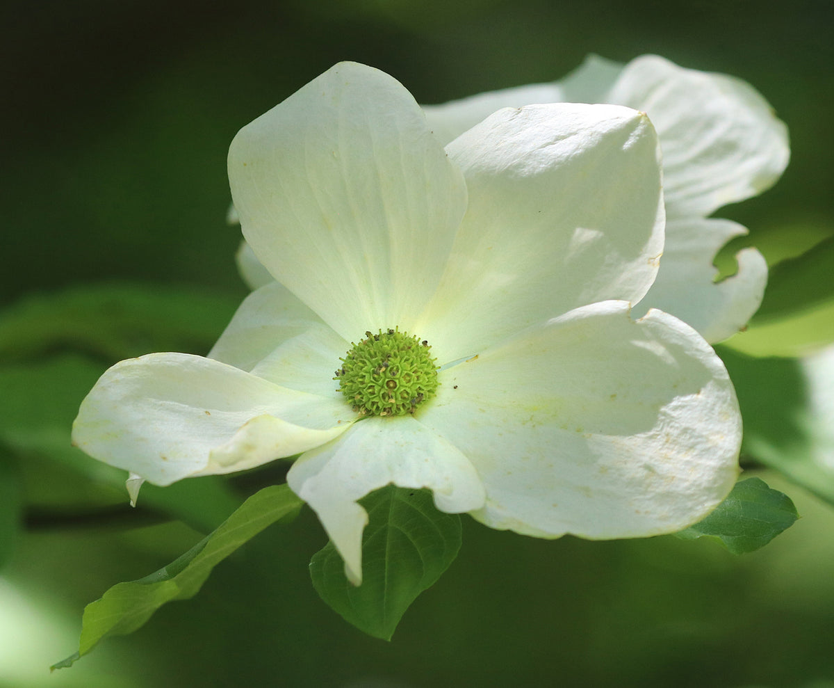 Western Flowering Dogwood – Sparrowhawk Native Plants