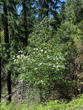 Load image into Gallery viewer, A western flowering dogwood tree, also known as pacific dogwood (Cornus nuttallii) in the wild. One of 150+ species of Pacific Northwest native plants available at Sparrowhawk Native Plants in Portland, Oregon.