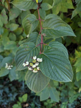 Load image into Gallery viewer, Green leaves and green to white berries of red twig dogwood (Cornus sericea). One of approximately 200 species of Pacific Northwest native wildflowers, shrubs and trees available at Sparrowhawk Native Plants, native plant nursery in Portland, Oregon.