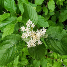 Load image into Gallery viewer, Close-up of the bright green leaves and a white flower cluster of red twig dogwood (Cornus sericea). One of approximately 200 species of Pacific Northwest native wildflowers, shrubs and trees available at Sparrowhawk Native Plants, native plant nursery in Portland, Oregon.