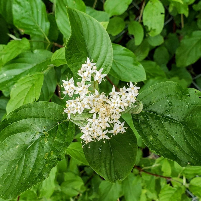 Close-up of the bright green leaves and a white flower cluster of red twig dogwood (Cornus sericea). One of approximately 200 species of Pacific Northwest native wildflowers, shrubs and trees available at Sparrowhawk Native Plants, native plant nursery in Portland, Oregon.