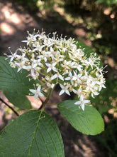 Load image into Gallery viewer, Close-up of the bright green leaves and a white flower cluster of red twig dogwood (Cornus sericea). One of approximately 200 species of Pacific Northwest native wildflowers, shrubs and trees available at Sparrowhawk Native Plants, native plant nursery in Portland, Oregon.