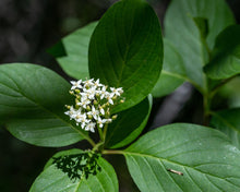 Load image into Gallery viewer, Close-up of the bright green leaves and a white flower cluster of red twig dogwood (Cornus sericea). One of approximately 200 species of Pacific Northwest native wildflowers, shrubs and trees available at Sparrowhawk Native Plants, native plant nursery in Portland, Oregon.