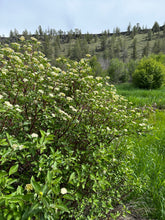 Load image into Gallery viewer, A mature red twig dogwood shrub (Cornus sericea) flowering in the wild. One of approximately 200 species of Pacific Northwest native wildflowers, shrubs and trees available at Sparrowhawk Native Plants, native plant nursery in Portland, Oregon.